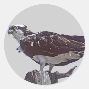 Sticker Rond Osprey Bird
