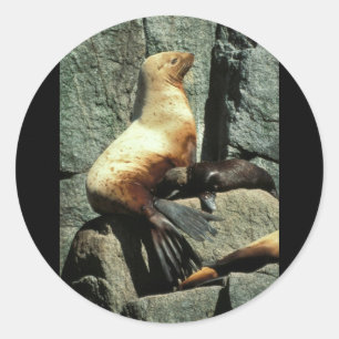 Sticker Rond Otarie et chiot de Steller