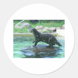 Sticker Rond Otter
