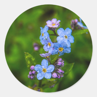 Sticker Rond Oubliez-moi-non dans la pluie