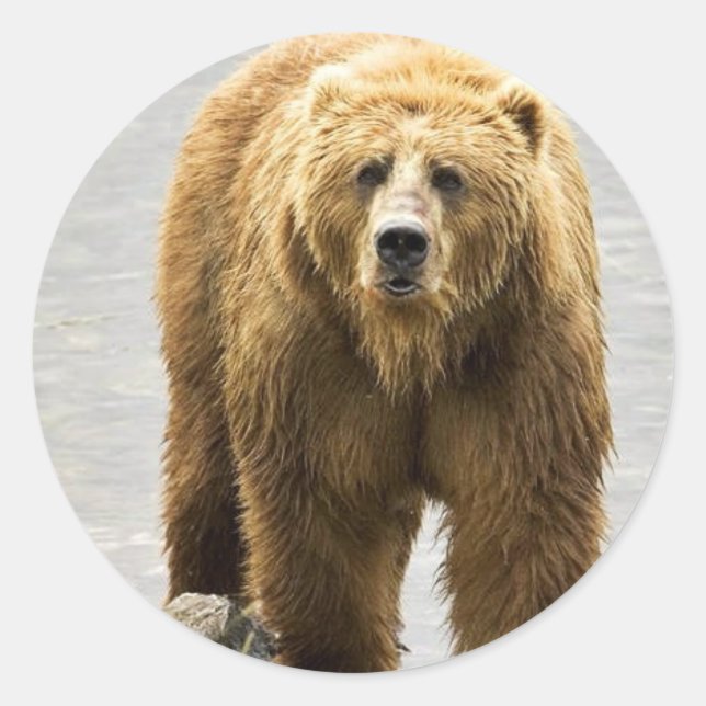 Sticker Rond ours Brown (Devant)