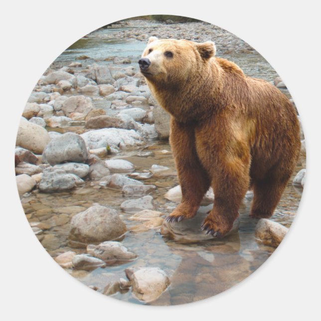 Sticker Rond Ours Brown dans le ruisseau (Devant)