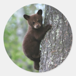 Sticker Rond Ours CUB grimpant à un arbre