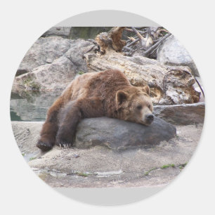 Sticker Rond Ours Grizzli Reposant Sur Rocher
