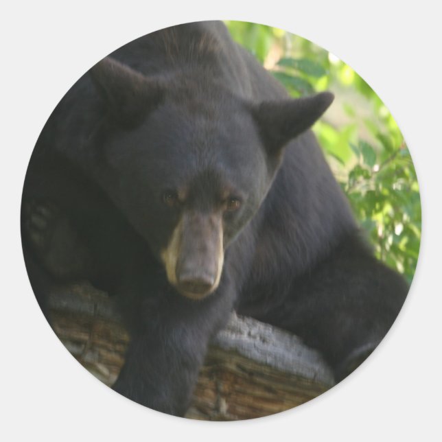 Sticker Rond ours noir (Devant)