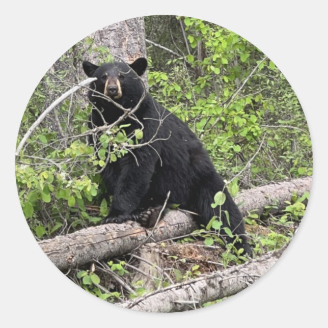 Sticker rond Ours Noir (Devant)