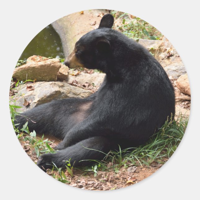 Sticker rond Ours noir (Devant)