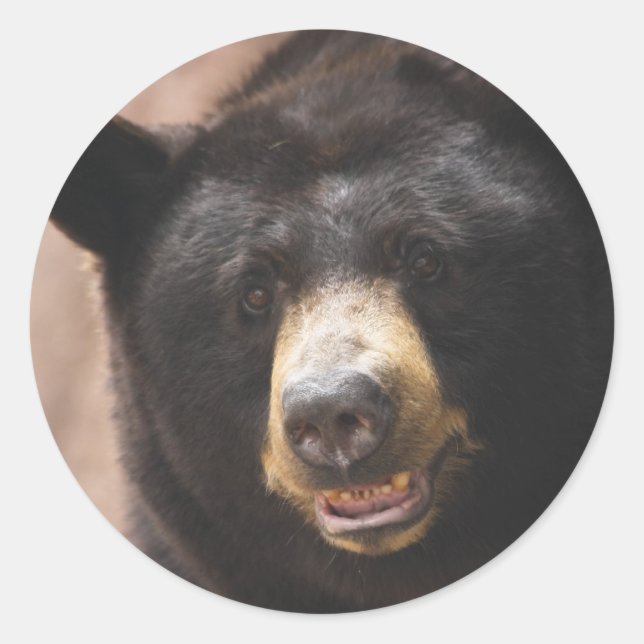 Sticker Rond Ours noir 142 (Devant)