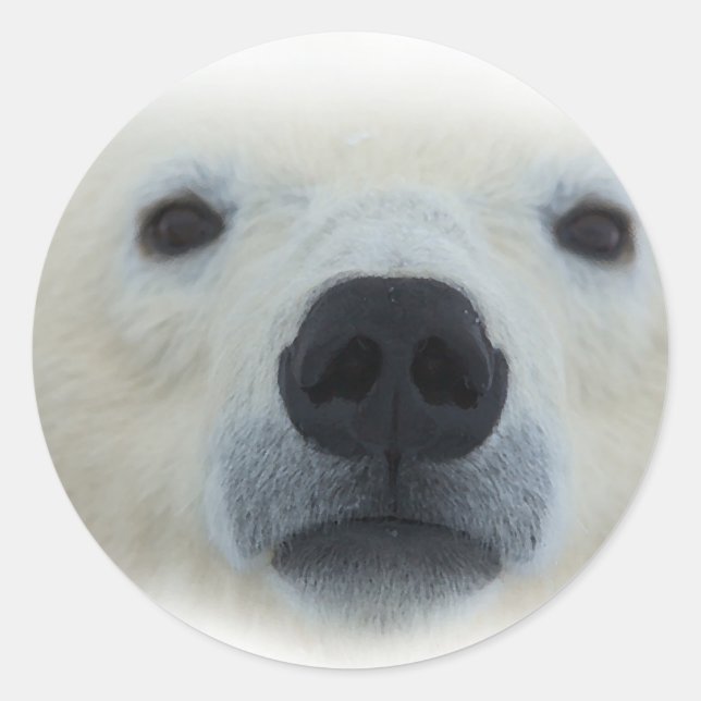Sticker Rond Ours polaire (Devant)