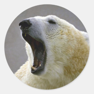Sticker Rond Ours polaire
