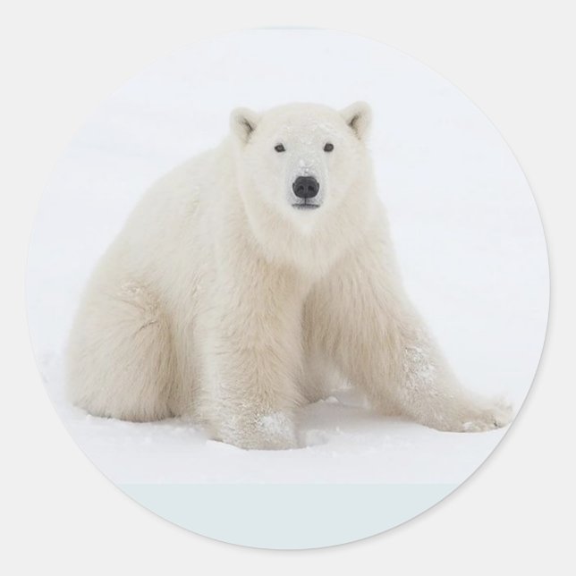 Sticker Rond Ours polaire (Devant)