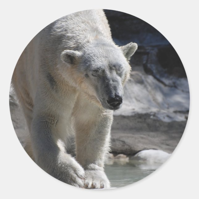 Sticker Rond Ours polaire blanc mou (Devant)