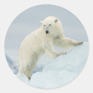 Sticker Rond Ours polaire en été