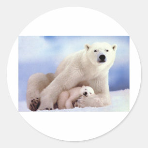 Sticker Rond Ours polaires