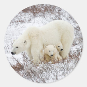 Sticker Rond Ours polaires femelle et deux oursons