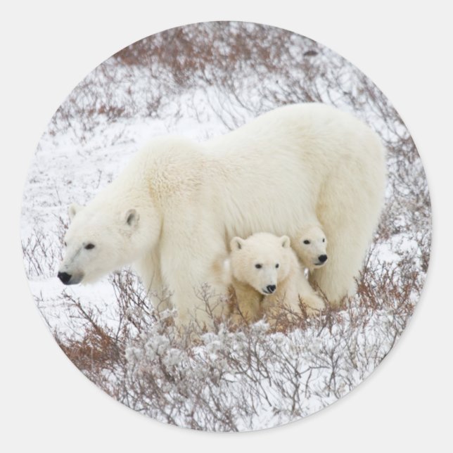 Sticker Rond Ours polaires femelle et deux oursons (Devant)