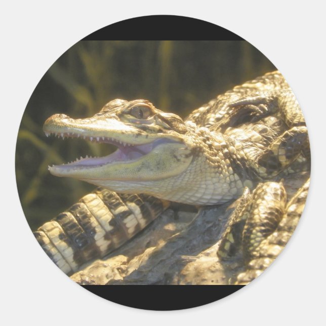 Sticker Rond Ouverture de la bouche d'alligator américaine (Devant)
