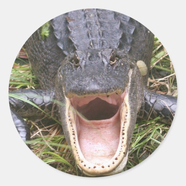 Sticker Rond Ouvrez Large ! Alligator de Floride (Devant)