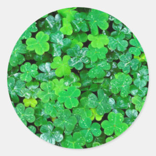 Sticker Rond Oxalis de printemps