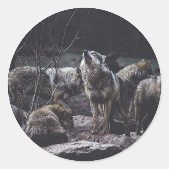 Sticker Rond Pack Wolf (Devant)