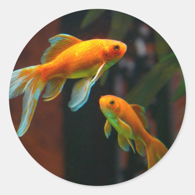 Sticker Rond Paire de Lucky Goldfish (Devant)