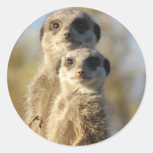 Sticker Rond Paires de Meerkats
