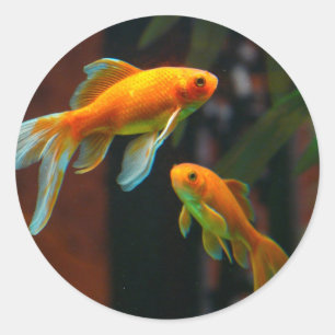 Sticker Rond Paires du poisson rouge chanceux