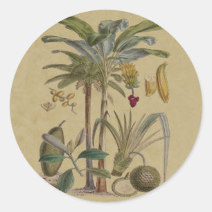 Sticker Rond Palm Antique Fruit Tropical Art Botanique