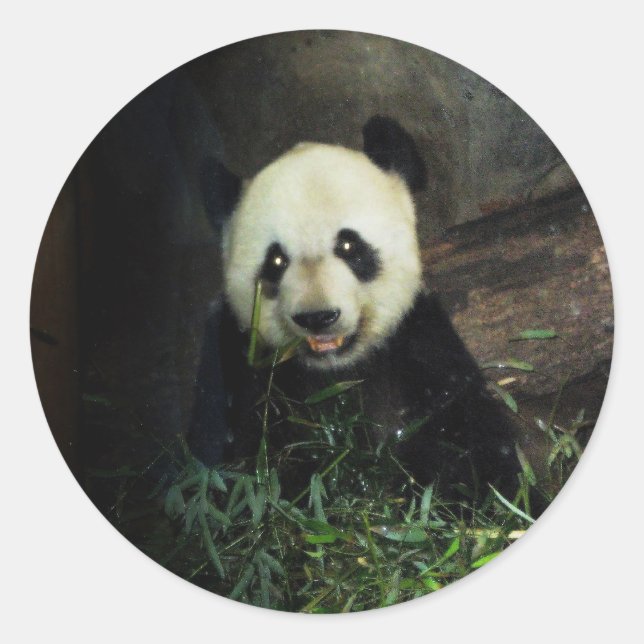 Sticker Rond Panda (Devant)