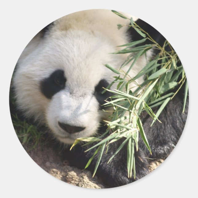 Sticker Rond Panda Bear @ Zoo Atlanta (Devant)