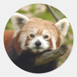 Sticker Rond panda-rouge-004