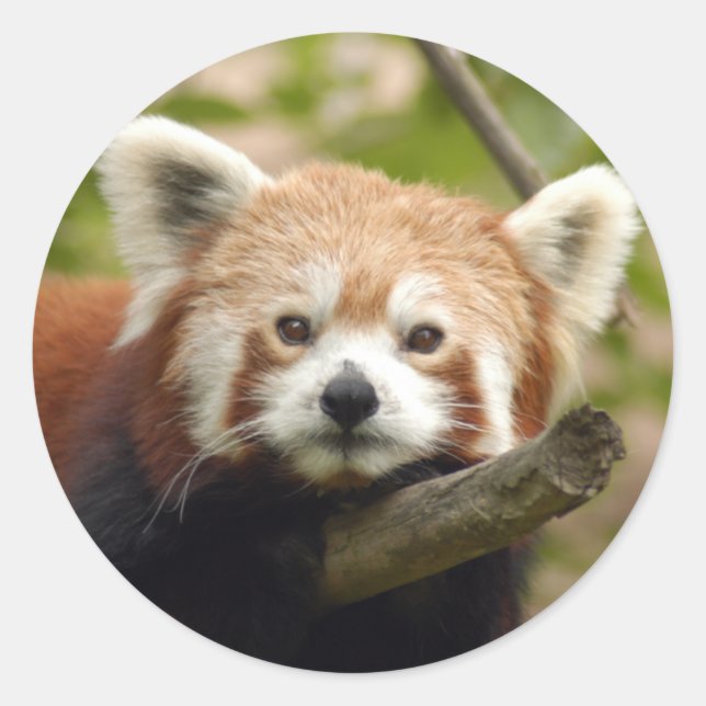 Sticker Rond panda-rouge-004 (Devant)