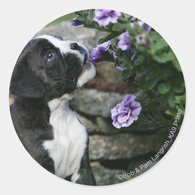 Sticker Rond Panne de chien de boîte (Devant)