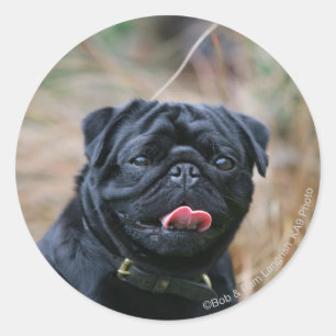 Sticker Rond Panneaux de Carlin noir en regardant la caméra