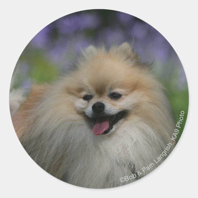 Sticker Rond Panneaux Poméraniens (Devant)