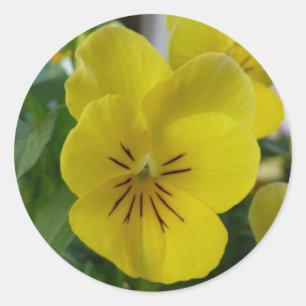 Sticker Rond Pansy jaune