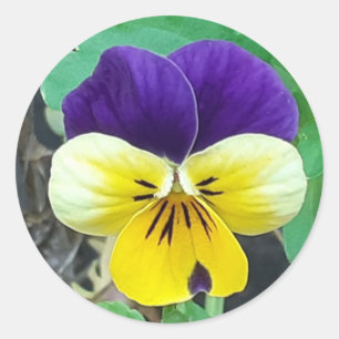 Sticker Rond Pansy pourpre et jaune