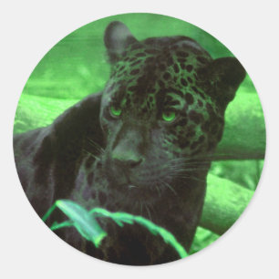Sticker Rond Panthère noire Jaquar sur le vert