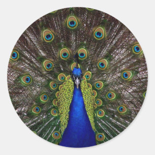 Sticker Rond paon