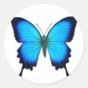 Sticker Rond Papilio bleu Ulysse Papillon