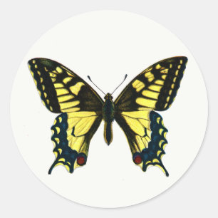 Sticker Rond Papilio machaon - Vieux Monde Swallowtail Butterfl