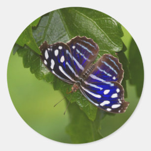 Sticker Rond papillon à aile bleue mexicaine