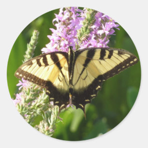 Sticker Rond Papillon à queue d'hirondelle sur des fleurs sauva