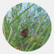 Papillon au bord de la rivière