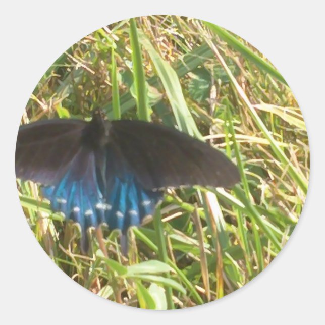 Sticker Rond papillon bleu et noir (Devant)