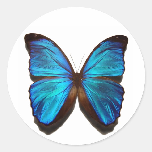 Sticker Rond Papillon bleu Morpho (Devant)
