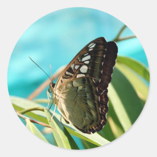 Sticker Rond Papillon Brown