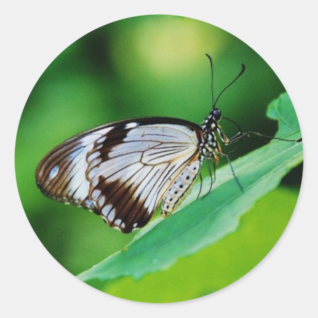 Sticker Rond Papillon Brown foncé et gris (Devant)