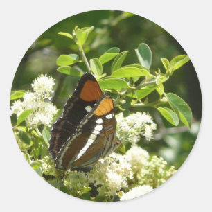 Sticker Rond Papillon California Sister dans Yosemite