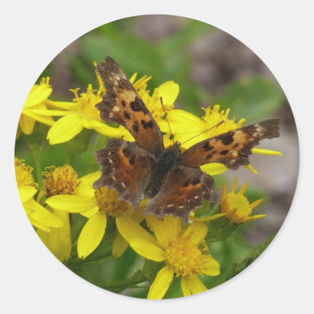 Sticker Rond Papillon Comma dans le parc national des Glaciers (Devant)
